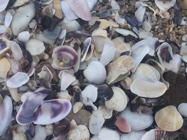 Bulgaria Na Lato Z Widokiem Na Morze Созопол