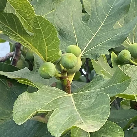 Bułgaria Na Lato Z Widokiem Na Morze Apartament Sozopol