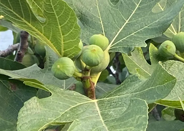 Bulgaria Na Lato Z Widokiem Na Morze Apartament Sozopol